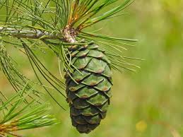 Attēlu rezultāti vaicājumam “Pinus ponderosa fruit”