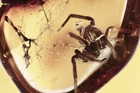 Attēlu rezultāti vaicājumam “exuvia”