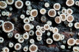 Attēlu rezultāti vaicājumam “Hyphodiscus hymeniophilus”