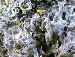 Attēlu rezultāti vaicājumam “Anaptychia ciliaris”