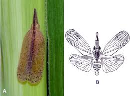 Attēlu rezultāti vaicājumam “Trioza dispar nymph”