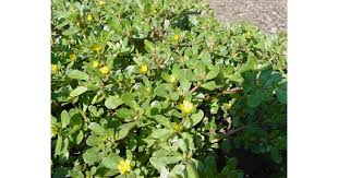 Attēlu rezultāti vaicājumam “Portulaca oleracea”