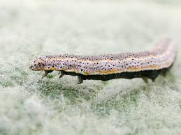 Attēlu rezultāti vaicājumam “Lygephila viciae”