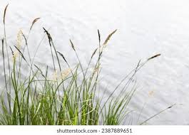 Attēlu rezultāti vaicājumam “Carex appropinquata fruit”