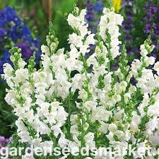 Image result for Antirrhinum majus maximum