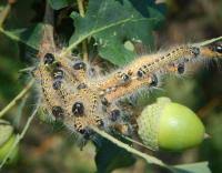 Attēlu rezultāti vaicājumam “Phalera bucephala larva”