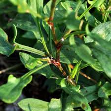 Attēlu rezultāti vaicājumam “Rumex acetosella leaf”