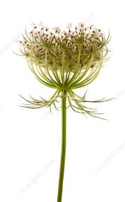 Image result for Daucus carota