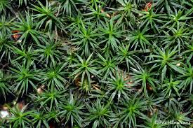 Attēlu rezultāti vaicājumam “Polytrichum formosum”