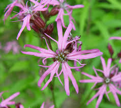 Image result for Lychnis flos-cuculi