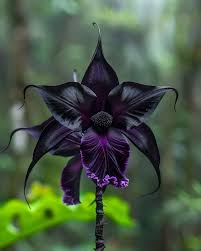 Image result for Tacca chantrieri