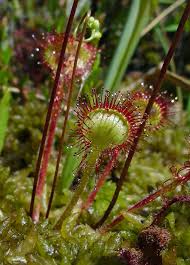 Image result for Drosera