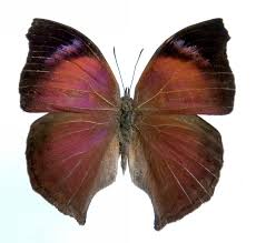 Attēlu rezultāti vaicājumam “Pinthaeus sanguinipes imago”