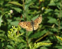 Attēlu rezultāti vaicājumam “Clossiana selene underside”