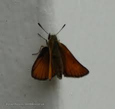 Attēlu rezultāti vaicājumam “Thymelicus sylvestris male”