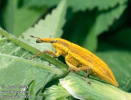 Attēlu rezultāti vaicājumam “Lixus iridis”