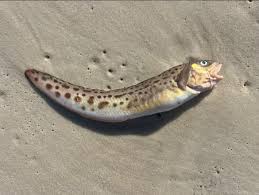 Image result for Zoarces americanus