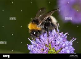 Attēlu rezultāti vaicājumam “Psithyrus sylvestris”