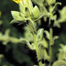 Attēlu rezultāti vaicājumam “Heterotrichia oerstedii (syn. Arcyria oerstedii) sessile”