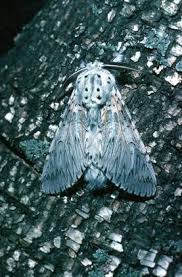 Attēlu rezultāti vaicājumam “Cerura vinula imago”