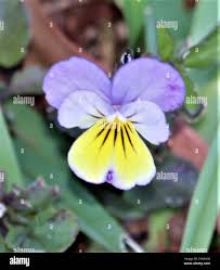 Attēlu rezultāti vaicājumam “Viola x williamsii flower”