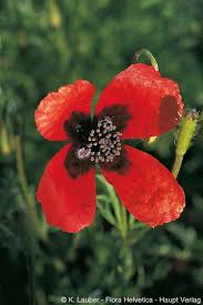 Attēlu rezultāti vaicājumam “Papaver argemone leaf”