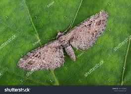 Attēlu rezultāti vaicājumam “Eupithecia exiguata”