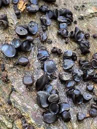 Attēlu rezultāti vaicājumam “Bulgaria inquinans”