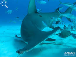 Image result for Sphyrna