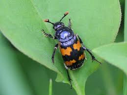 Attēlu rezultāti vaicājumam “Nicrophorus vespillo”