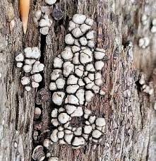 Attēlu rezultāti vaicājumam “Xylobolus frustulatus”