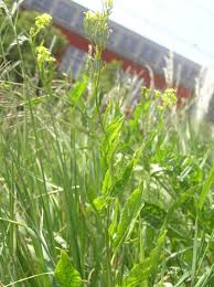 Attēlu rezultāti vaicājumam “Sisymbrium volgense flower”