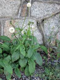 Image result for Dipsacus pilosus