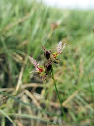 Attēlu rezultāti vaicājumam “Juncus gerardii leaf”