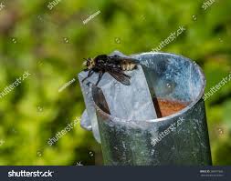 Attēlu rezultāti vaicājumam “Laphria gibbosa”