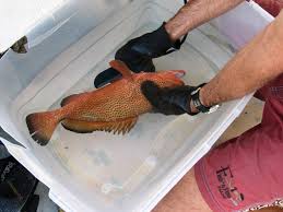 Image result for Epinephelus guttatus
