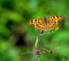 Attēlu rezultāti vaicājumam “Polygonia c-album underside”