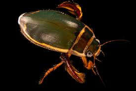 Attēlu rezultāti vaicājumam “Dytiscus marginalis”