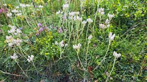 Attēlu rezultāti vaicājumam “Antennaria dioica female flower”