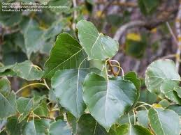 Attēlu rezultāti vaicājumam “Populus x canadensis leaf”