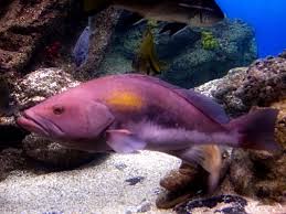 Image result for Epinephelus costae