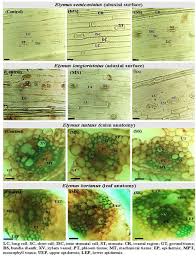 Attēlu rezultāti vaicājumam “Elymus caninus fruit”