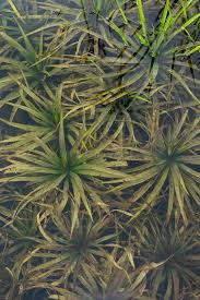 Attēlu rezultāti vaicājumam “Stratiotes aloides”