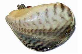 Attēlu rezultāti vaicājumam “Diderma crustaceum macro”