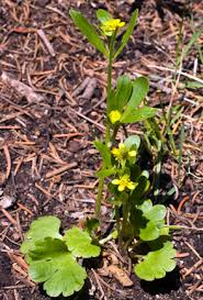 Attēlu rezultāti vaicājumam “Ranunculus elatior leaf”