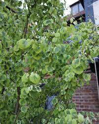 Attēlu rezultāti vaicājumam “Cercidiphyllum japonicum fruit”