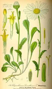 Attēlu rezultāti vaicājumam “Leucanthemum vulgare flower”