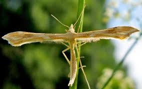 Attēlu rezultāti vaicājumam “Platyptilia sp.”