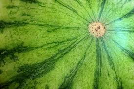 Attēlu rezultāti vaicājumam “Citrullus lanatus leaf”