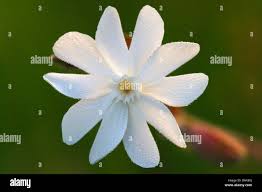 Attēlu rezultāti vaicājumam “Silene latifolia subsp. alba flower”